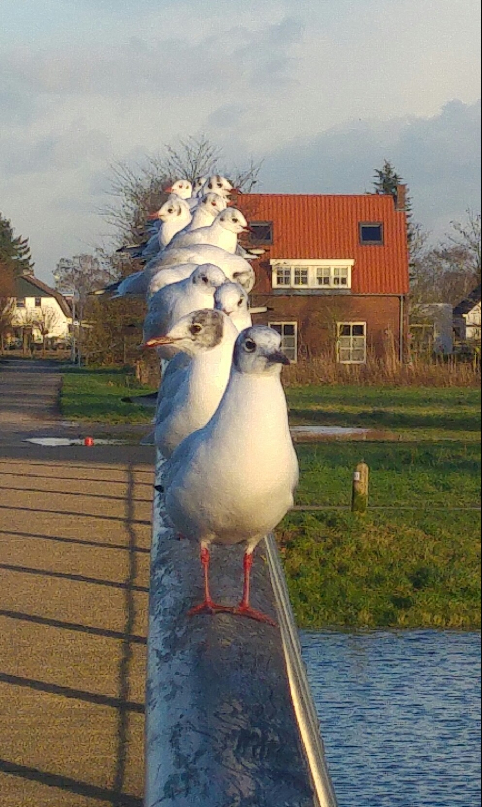 Meeuwen op een rij - Vogels - 