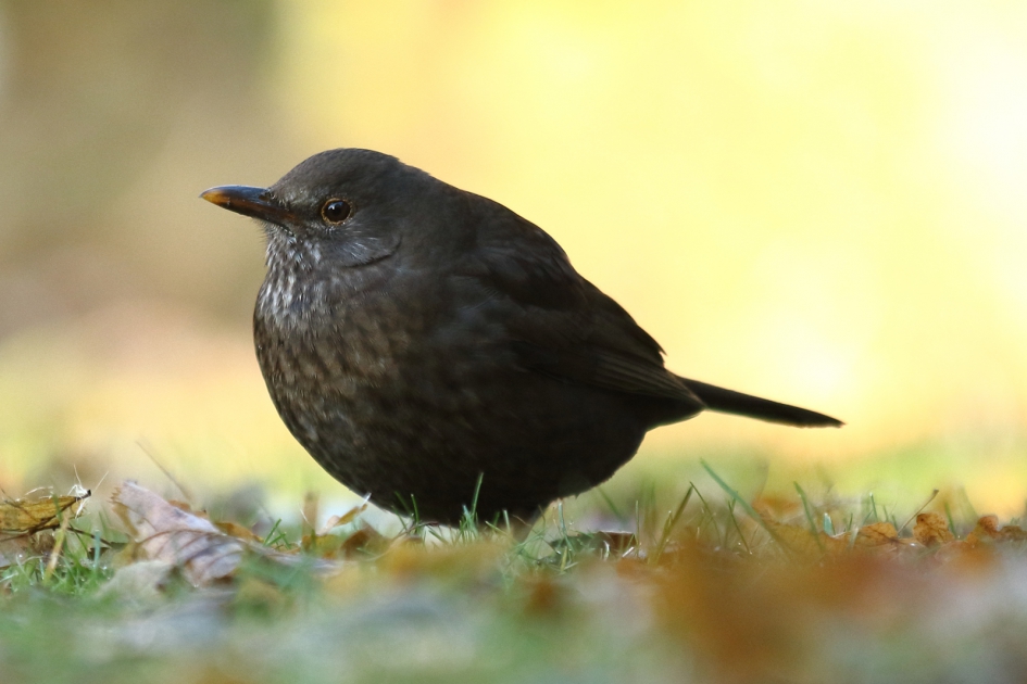 merel -v- - Vogels - 