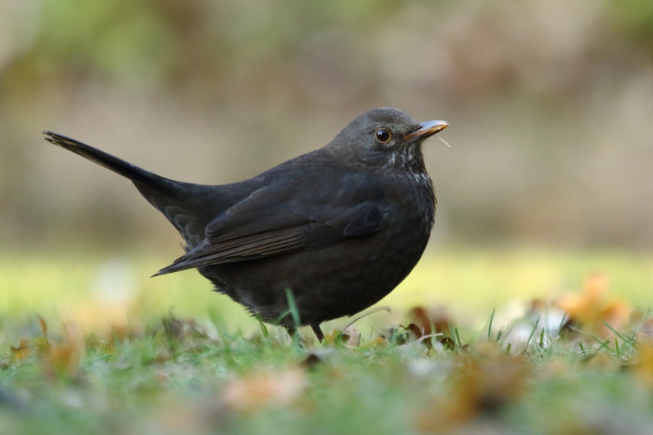 merel -v- - Vogels - 