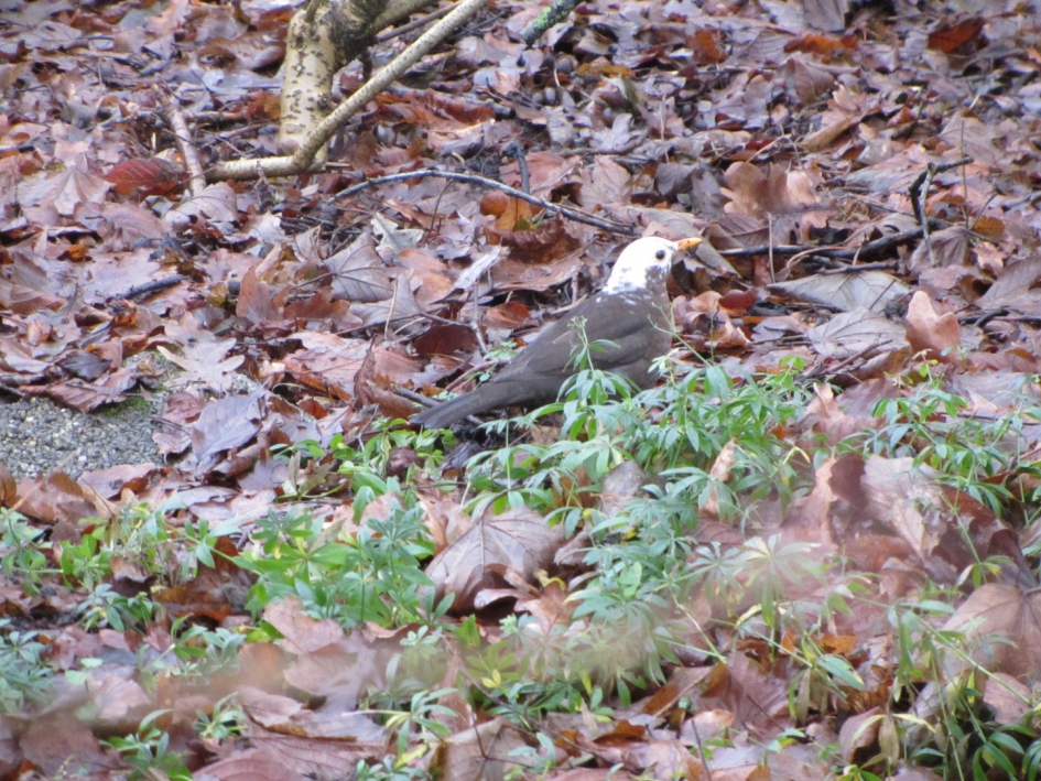 Merel met witte kop - Vogels - Merel