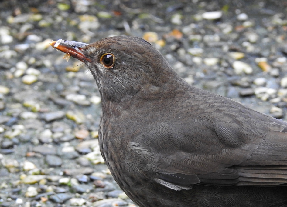 Mereldame - Vogels - Merel