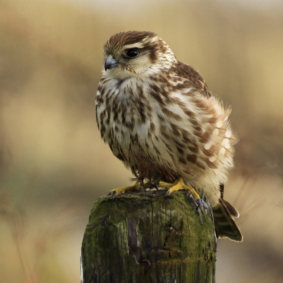 Merlijn ... - Vogels - Smelleken