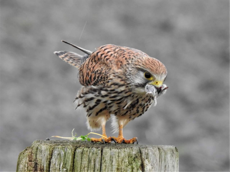 Met muis - Vogels - Torenvalk