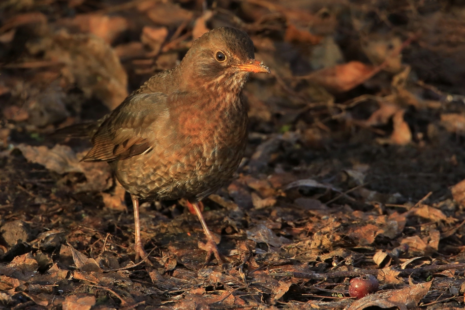 Mevrouw Merel - Vogels - Merel