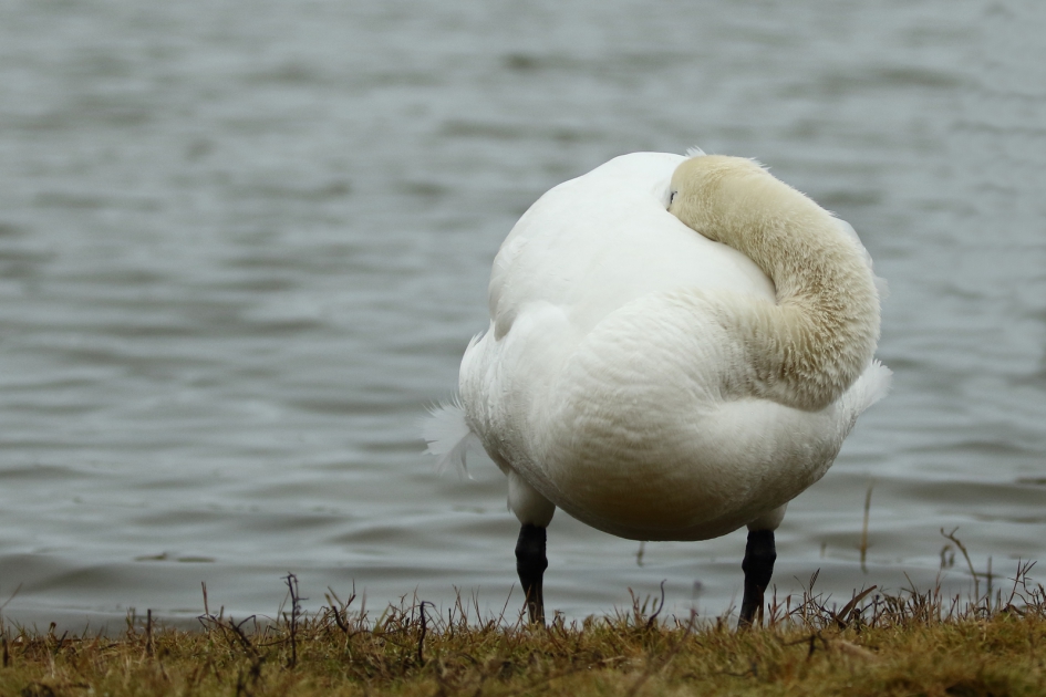 middagdutje - Vogels - 