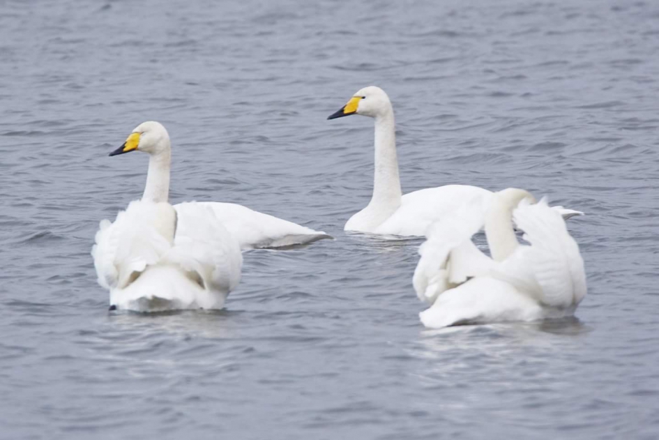 Mix - Vogels - Wilde zwaan