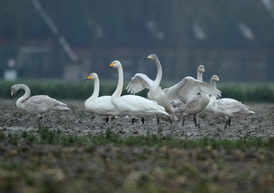Mooi gezin - Vogels - Wilde Zwaan
