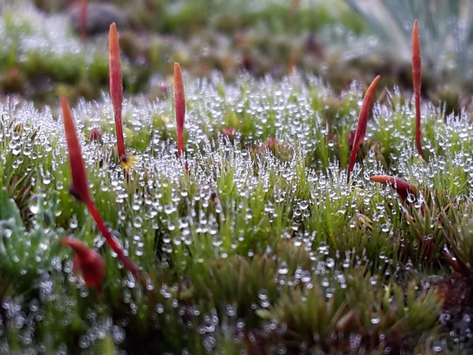 Mossen - Planten - Mos