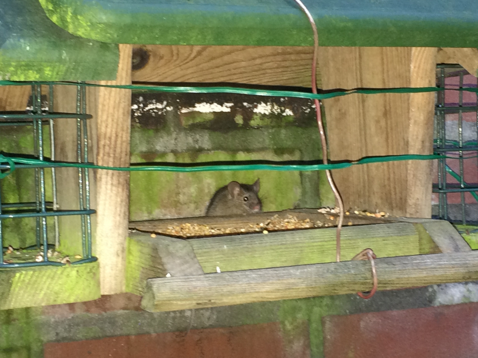 Muis in vogelhuis - Zoogdieren - 