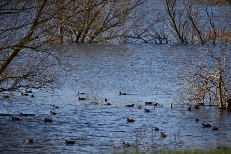 Veel meerkoetjes - Vogels - 