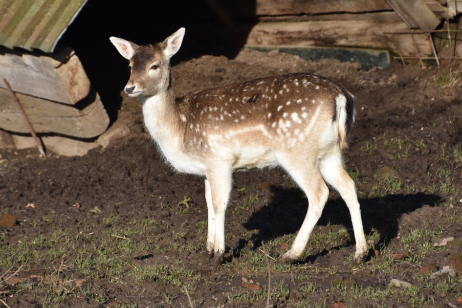 Damhertje - Zoogdieren - 