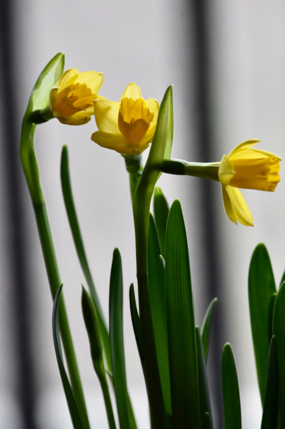 Narcissen - Planten - 