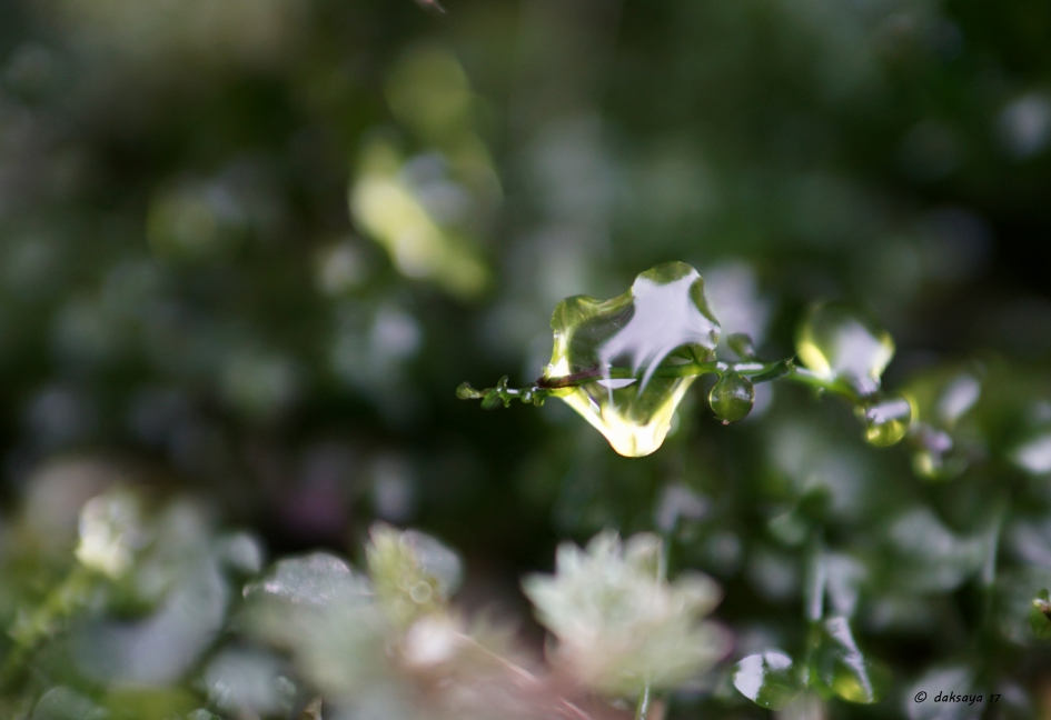 Nat mosje - Planten - 