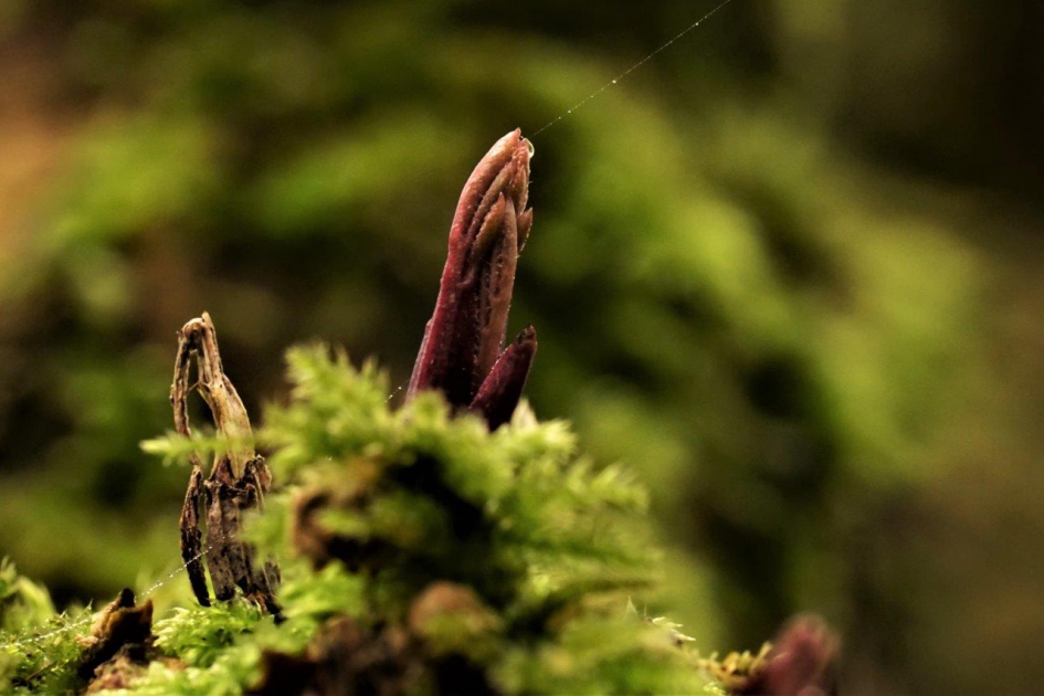 Nieuwe lente - Planten - uitloper