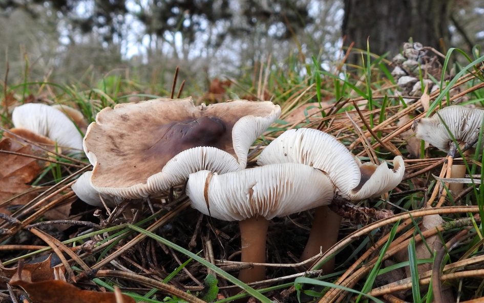 Nieuwjaarscadeautje - Schimmels - 