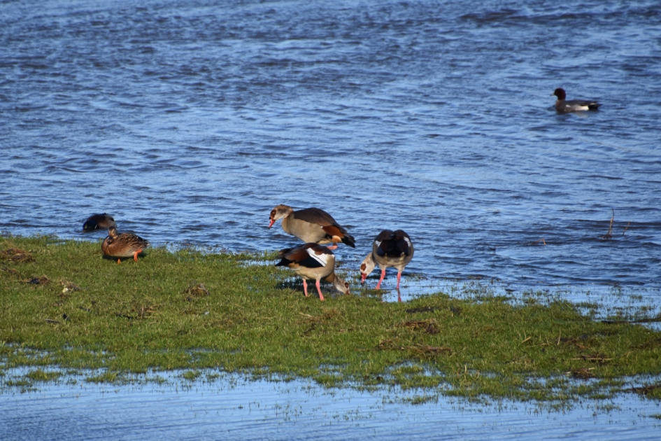 Nijlganzen - Vogels - 