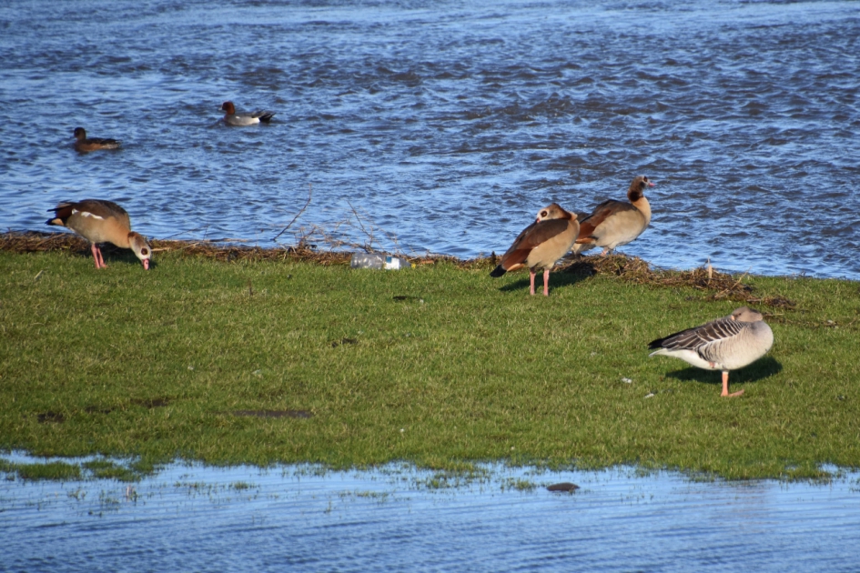 Nijlganzen - Vogels - 