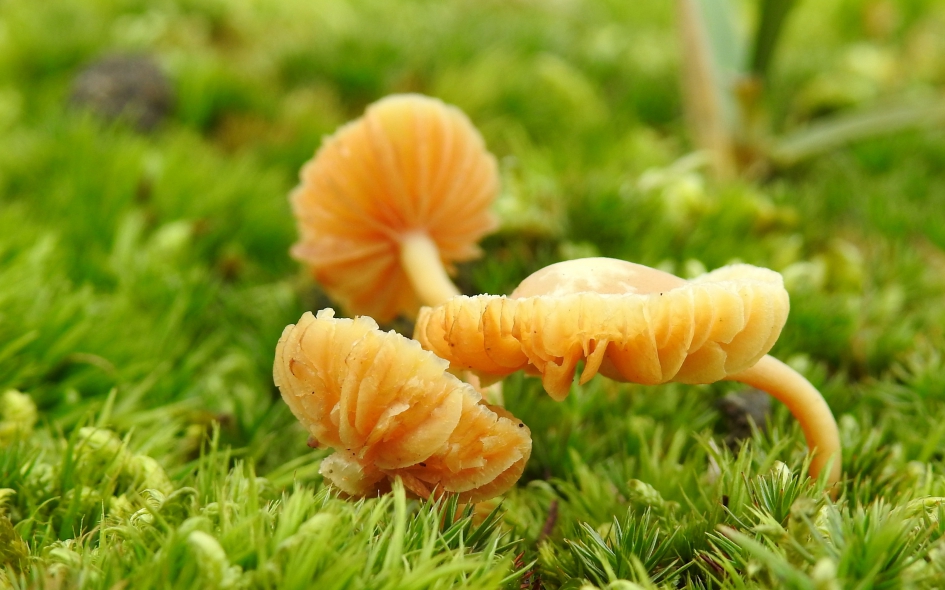 Nog steeds - Schimmels - 