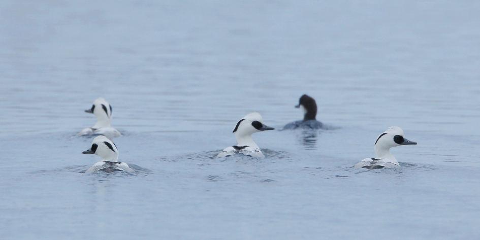 Nonnetje - Vogels - Nonnetje