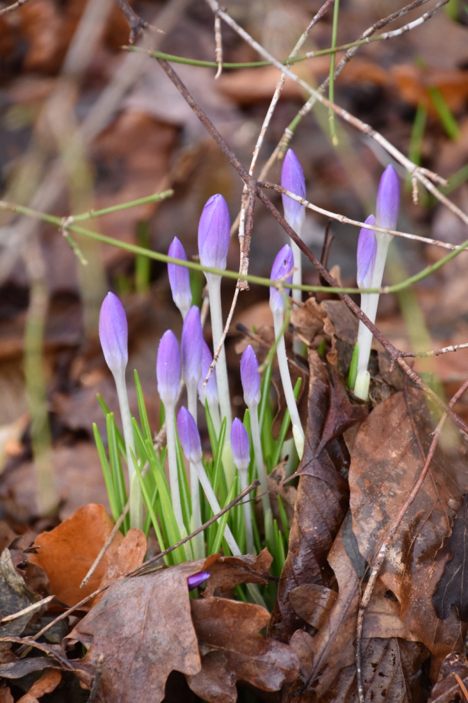 Nu de zon nog.. - Planten - 