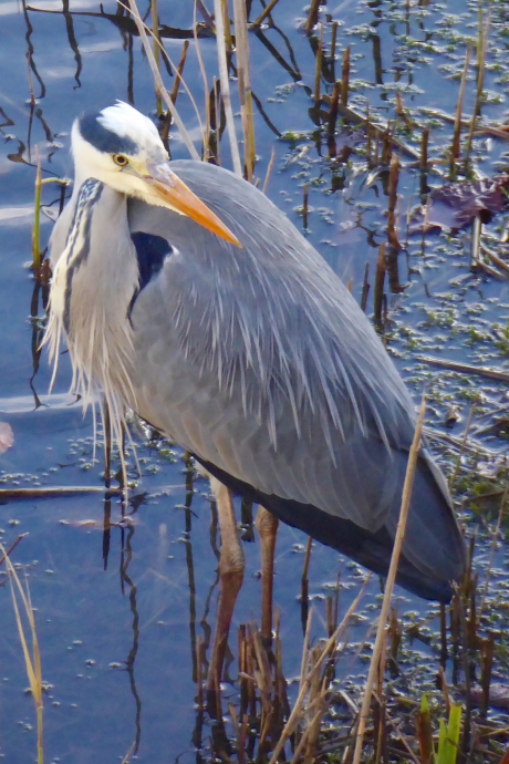 Ontspannen Blauwe Reiger