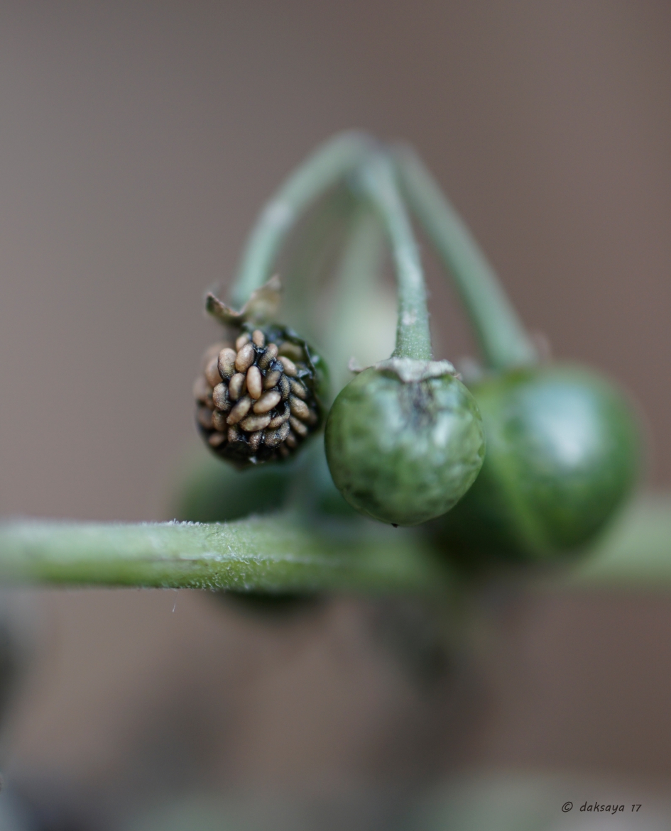 Ontveld - Planten - Zwarte nachtschade