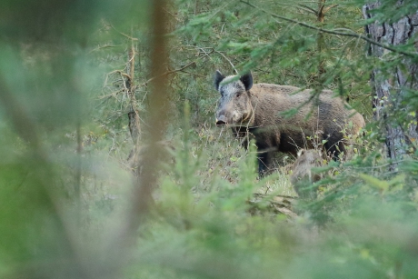 oogcontact met wild zwijn