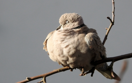 Oogjes toe en snaveltjes dicht
