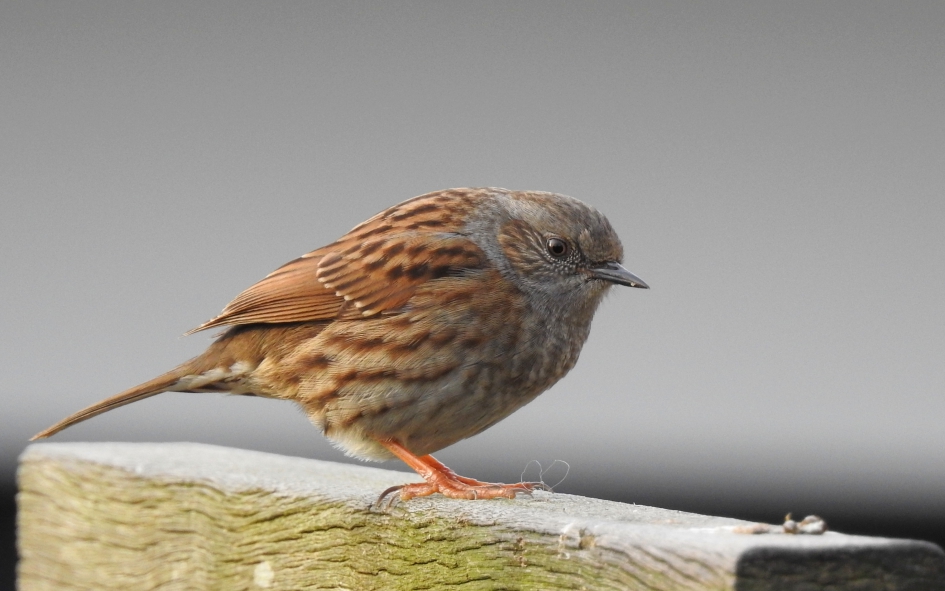 Op de biels - Vogels - Heggemus