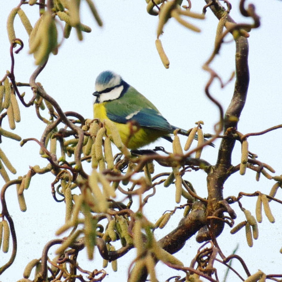 Op de uitkijk - Vogels - 