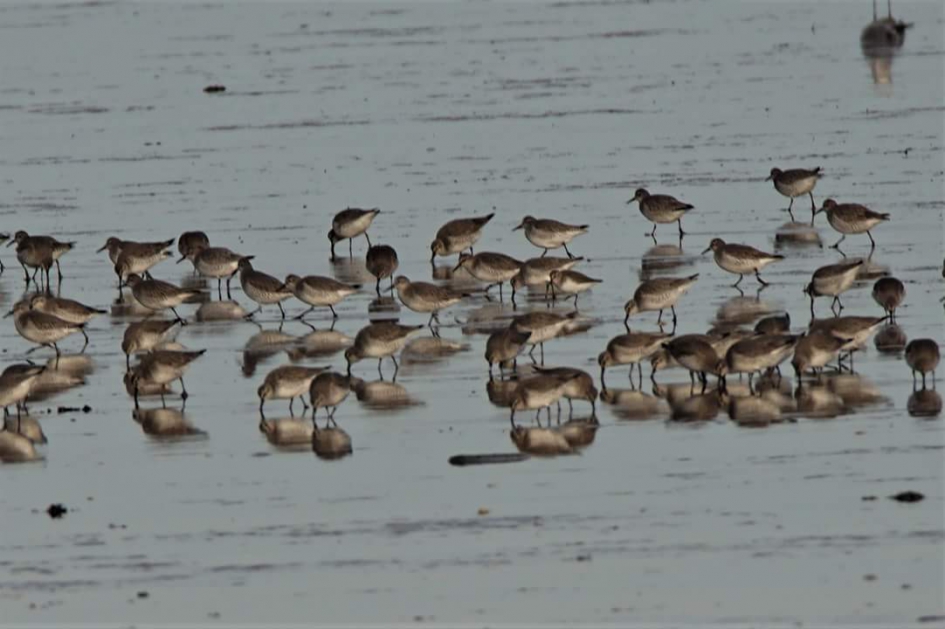 Op het wad - Vogels - Kanoet