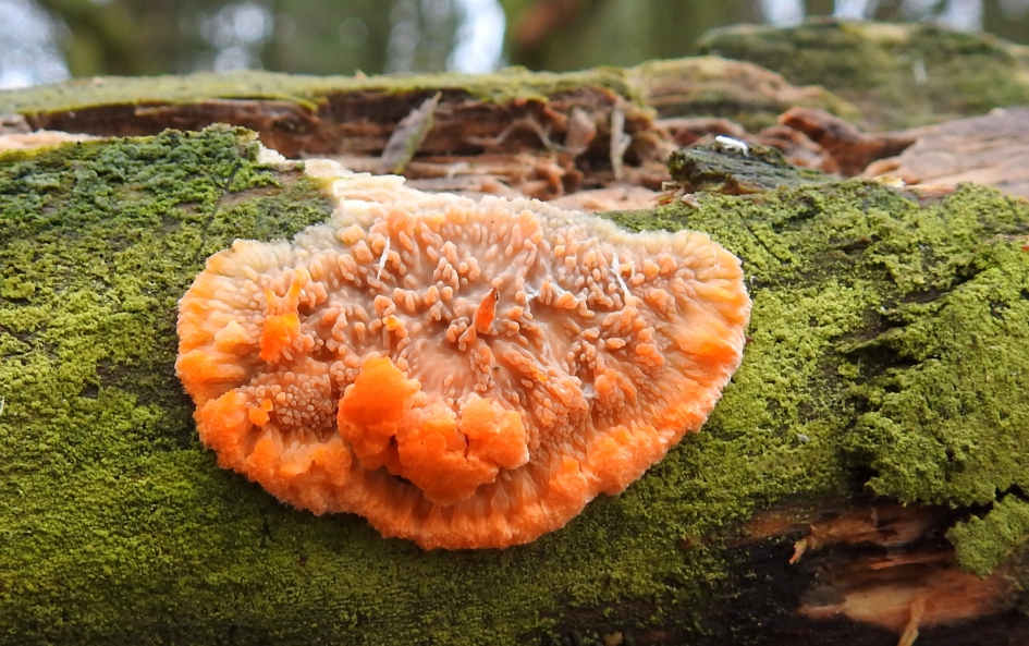 Opruimer - Schimmels - Oranje aderzwam
