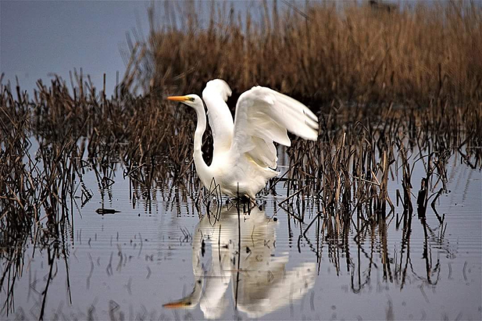 Opvliegend - Vogels - Grote, zilverreiger