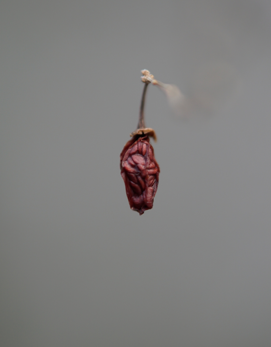 Oud zaad - Planten - Gojibes