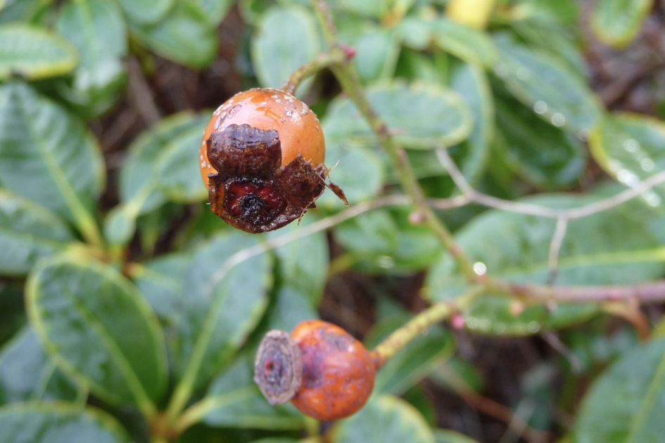 Oude knop - Planten - 