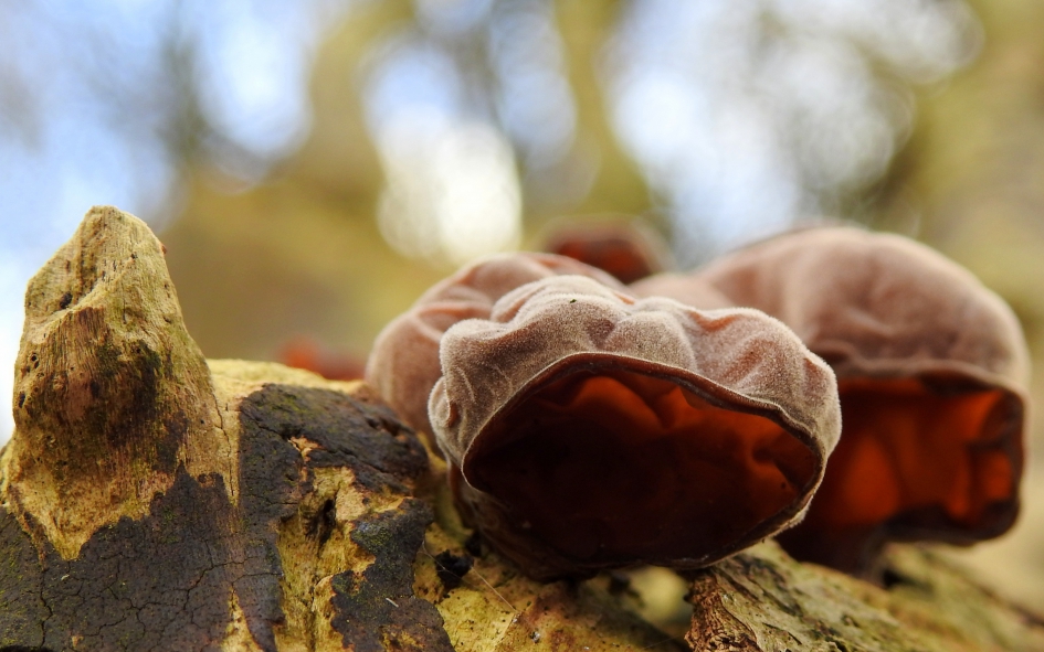 Oude oren - Schimmels - Echt Judasoor