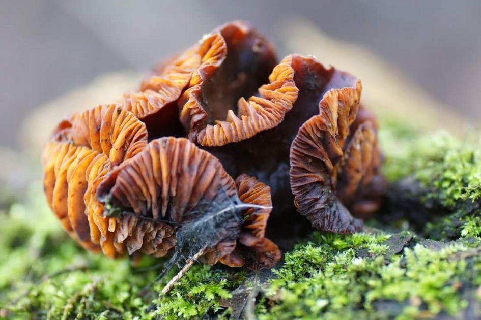 Ouderdom - Schimmels - Verwelking