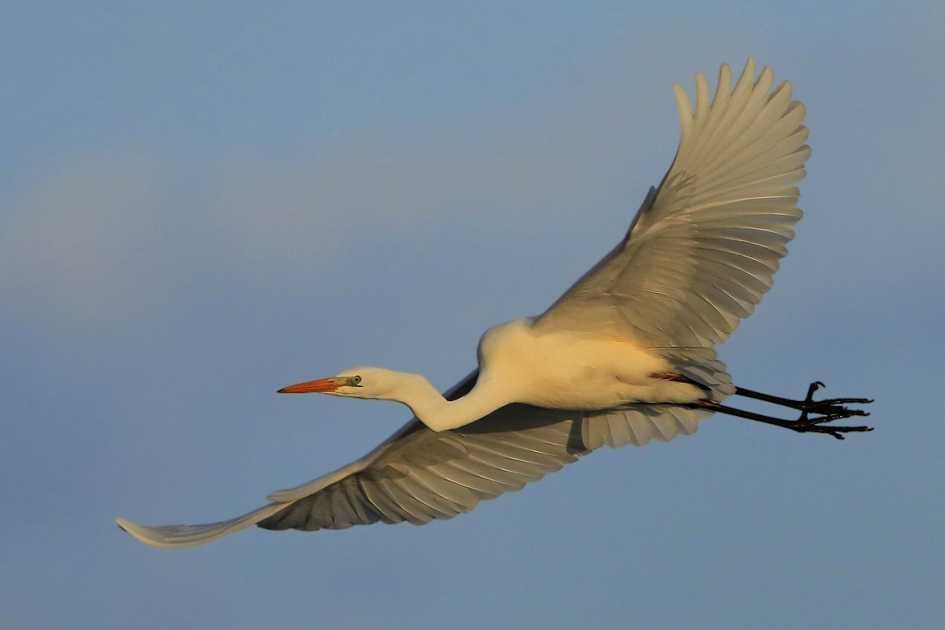 Over vliegen - Vogels - Grote Zilverreiger