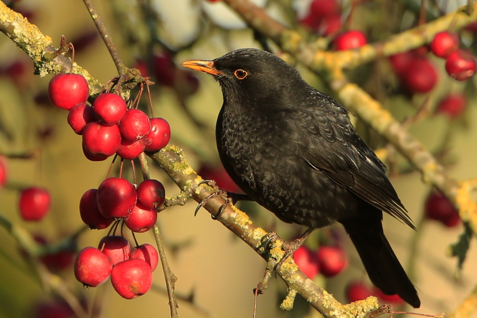 Overvloed ... - Vogels - Merel