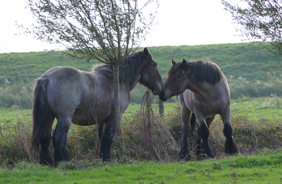 Paarden - Zoogdieren - Paard