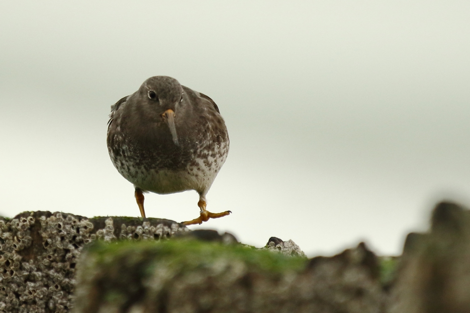 paarse strandloper is nu even paalloper - Vogels - 