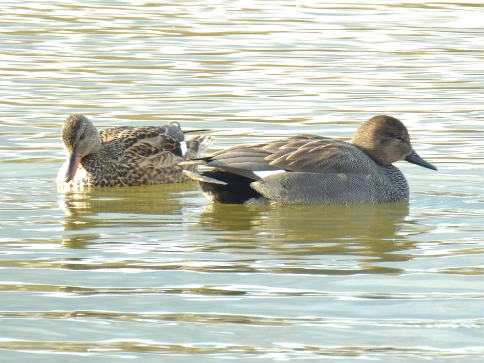 Paartje krakeenden - Vogels - Krakeend
