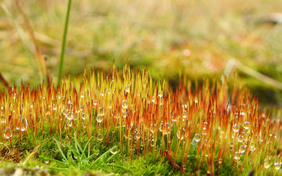 Pareltjes in het mos - Planten - Haarmos