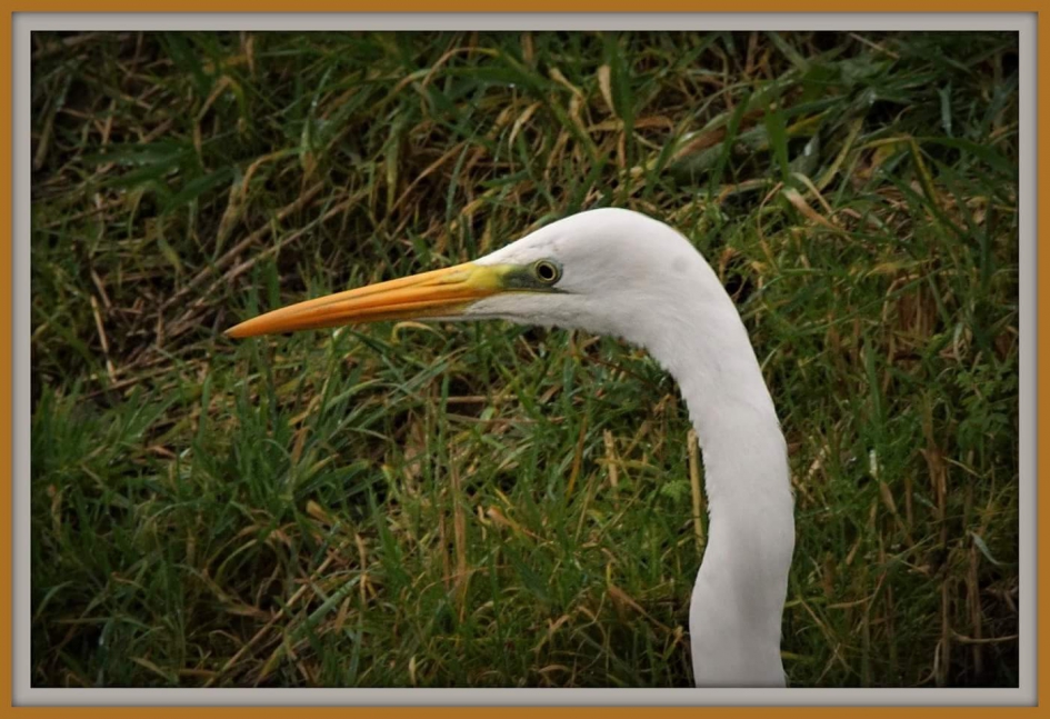 Pasfoto - Vogels - Grote, zilverreiger