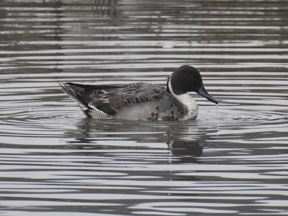 Pijlstaart en profile - Vogels - Pijlstaart