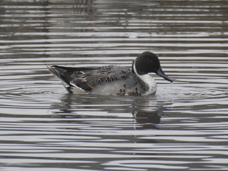 Pijlstaart en profile