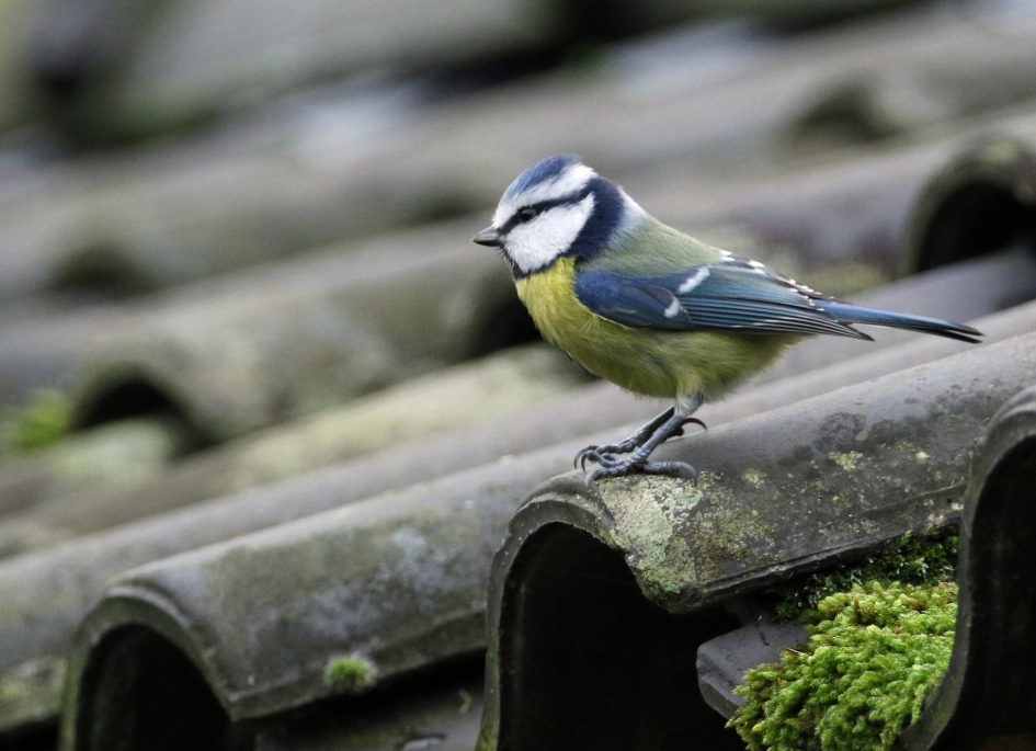 Pimpelmees - Vogels - 