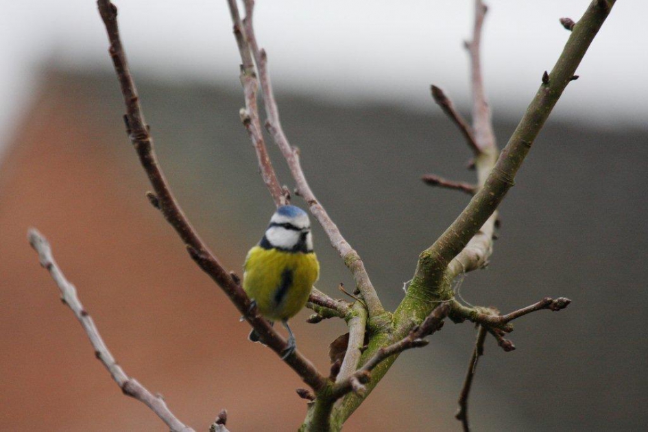 Pimpelmees - Vogels - 