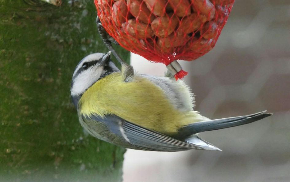 Pimpelmees - Vogels - Pimpelmees