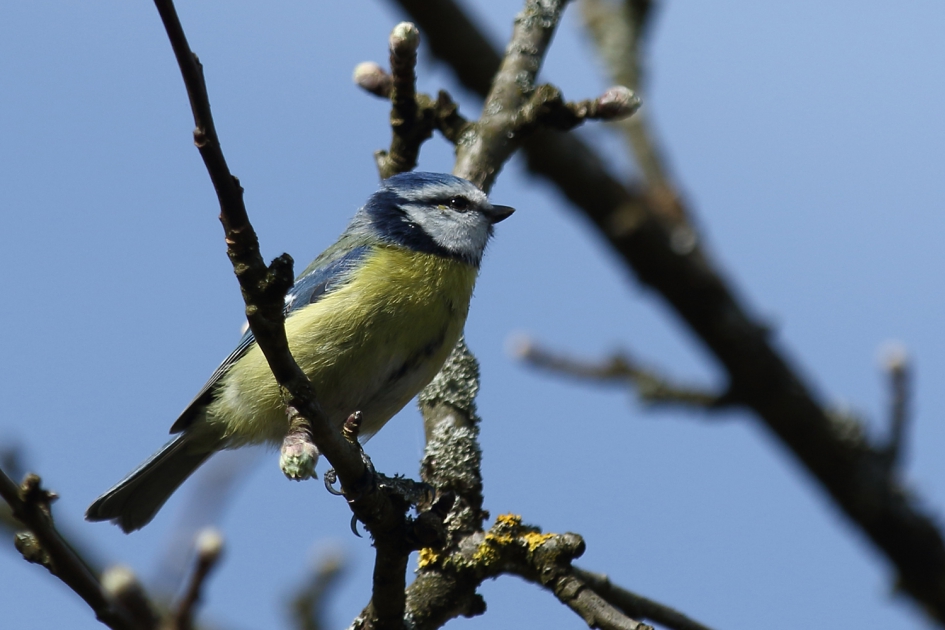 pimpelmees - Vogels - 